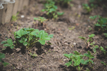 Sprouts of young strawberries on a garden bed on a warm sunny day. Gardening in the village. Growing strawberries with natural organic fertilizers.