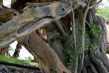 Interwined trees in the forest, Samburu National Park, Kenya