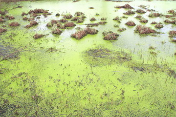 Swamp with bumps, grass and green mud. Duckweed on the surface of the water. Overgrown pond. Carrots with frogs. Dangerous wet bog.