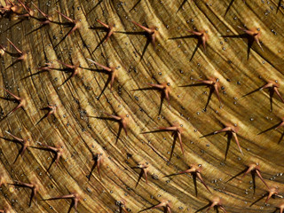 thorn of cactus on bark texture