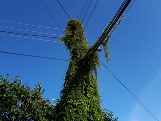 Electric pole whole in leaves - Lilleaker 
