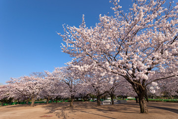 Fototapeta na wymiar 木場公園の桜（東京都江東区）