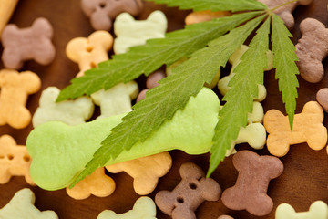 Bone shaped cookies treat dog biscuits, pet food, CBD cannabis, cannabidiol. Green leaf hemp closeup