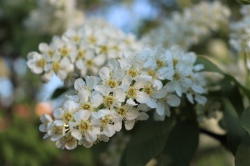 White flowers of bird cherry.