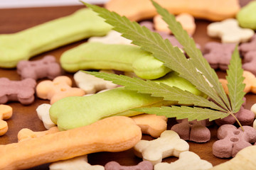 Bone shaped cookies treat dog biscuits, pet food, CBD cannabis, cannabidiol. Green leaf hemp closeup
