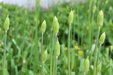 Buds of flowers of green color.