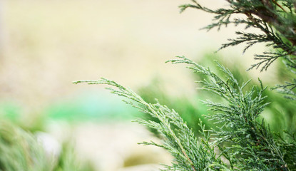  Place for text. Frame of green plants. Defocused plants Picturesque green framing.