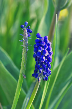 Two Muscari flower close-up photography