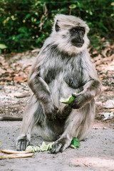 big gray monkey peels and eats a banana and cucumber 6