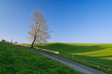 Flowering tree on a dirt road. Beautiful scenery