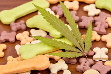 CBD cannabidiol and medical marijuana treat for pets, food delicacy for dogs and cats with a green leaf of hemp close-up. Bone-shaped cookies treat dog biscuits