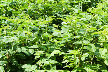 green 
raspberry bushes