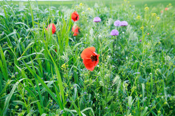 Red poppies. Wild flowers on a background of green grass. Summer natural background.