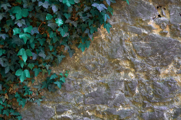 A stone wall half covered with ivy.