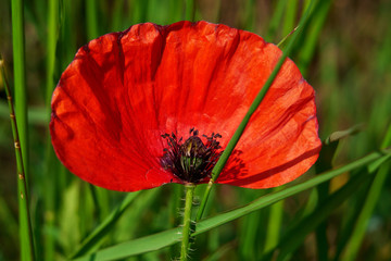 Red blooming poppy surrounded by green grass in a spring meadow.