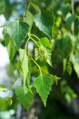 Birch branch with green leaves on a blurred background, copy space