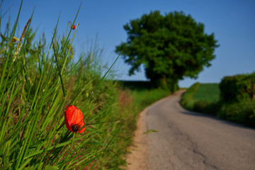 Red poppy growing on a dirt road