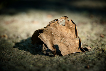 Foglia d’autunno tra gli alberi