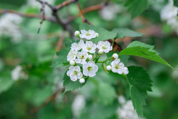 Small white hawthorn flowers bloom in spring