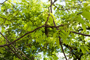 Black walnut (Juglans nigra) buds close up. Walnut blooms, branch with buds on a green background. flower of walnut on the branch