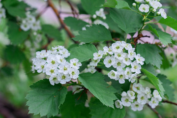 Small white hawthorn flowers bloom in spring