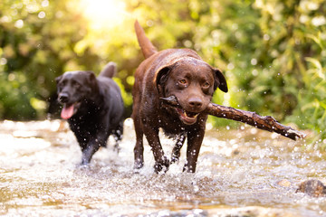 Two dogs of Labrador Retriever breed Chocolate Brown and black color play happily together in the waters of a river