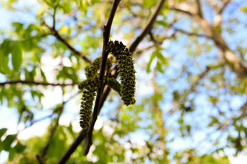 Black walnut (Juglans nigra) buds close up. Walnut blooms, branch with buds on a green background. flower of walnut on the branch