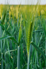 Green wheat field ripening in the sunshine.