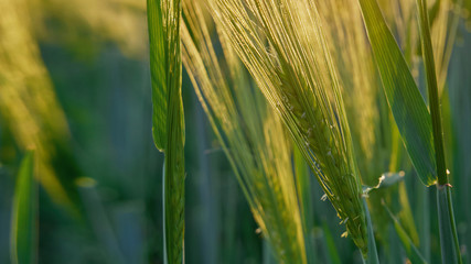 Green wheat field ripening in the sunshine.