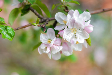 apple blossom