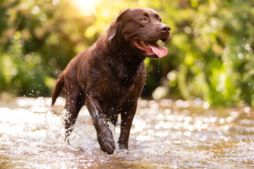 Dog breed Labrador Retriever Chocolate Brown color plays happy in the waters of a river