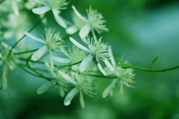 close up of a plant