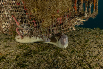 Moray eel Mooray lycodontis undulatus in the Red Sea, eilat israel
