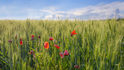 A la campagne par une belle journée d'été
