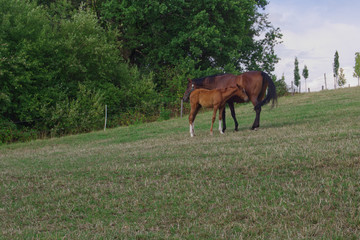 Two horses grazing in the meadow.