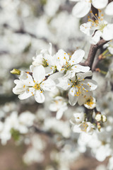 Blooming cherry tree. Grey toned close up photo of fragile spring flowers. Spring season.