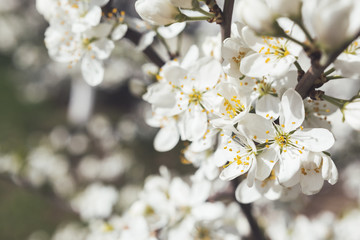 Blooming cherry tree. Grey toned close up photo of fragile spring flowers. Spring season.