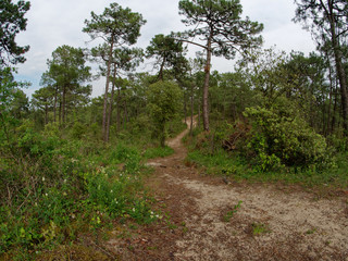 chemin dans foret de pin 