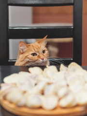 Cute ginger cat sitting on chair near table with freshly cooked pelmeni. Fluffy pet wants to eat traditional Russian dish - minced meat in a dough. Funny animal with asking look.