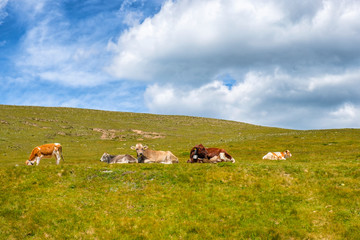 Fototapeta na wymiar Cows lying down and resting on an alp meadow