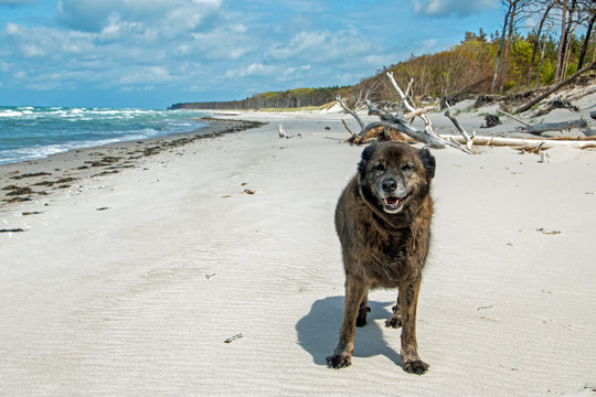 Hund am Weststrand Born a Dar&szlig; 