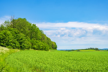 Forest at a green field in the summer
