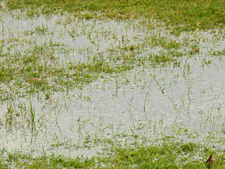 Flood on the lawn after rain