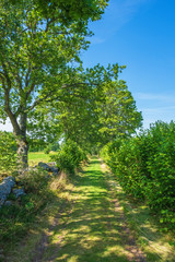 Grass road with lush trees in the summer