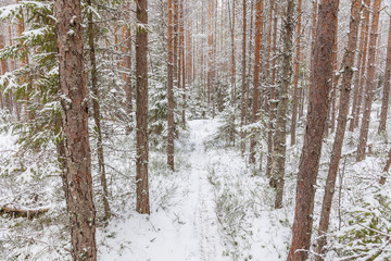 Forest path leading in a group of snowy forests.
