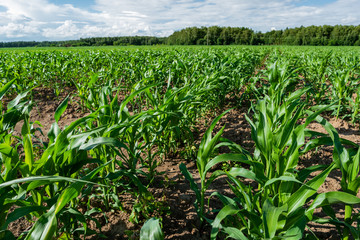 Agricultural field entirely sown with corn. Young corn seedlings in a field on a sunny summer day.