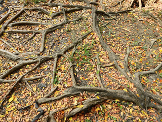 colorful autumn leaf on the ground with root tree