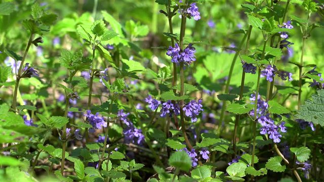 Flowers of Ground-ivy  (Glechoma hederacea) at spring.