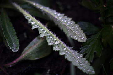 green leaves with water drops on dark background