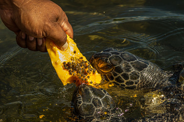 Man feeds green sea turtles (Chelonia mydas) with a piece of papaya. Its also known as the green,...